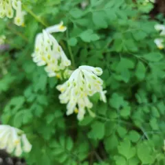 Pale Corydalis thumbnail 4
