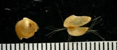 Bean Crenella thumbnail 2