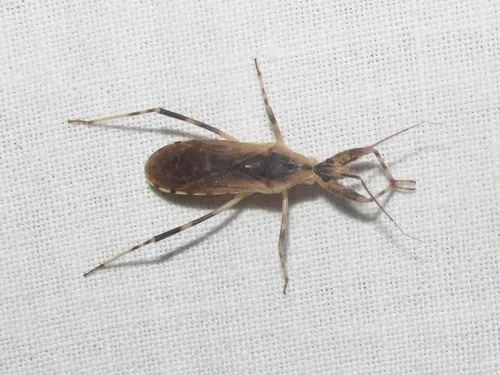 Oncocephalus nubilus