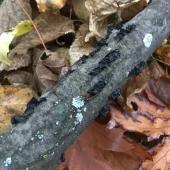 Black Witches' Butter thumbnail 3