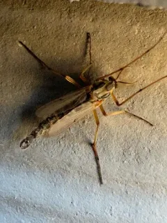 Chironomus dilutus thumbnail 3