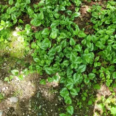 yellow archangel thumbnail 4