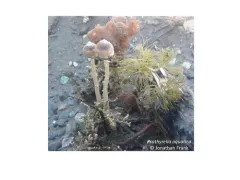 Psathyrella aquatica thumbnail 4