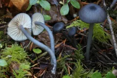 Entoloma decolorans thumbnail 2