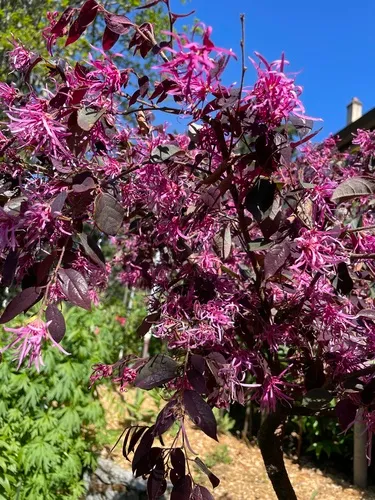 Chinese fringe flower