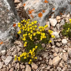 Few-seeded Draba thumbnail 3