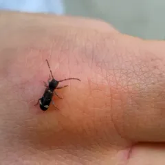 Currant-tip Borer thumbnail 4