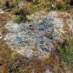 Six-celled Moss Dot Lichen thumbnail 3