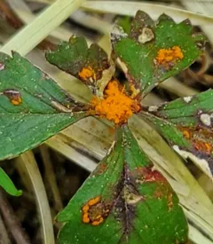 Cinquefoil Rust thumbnail 3