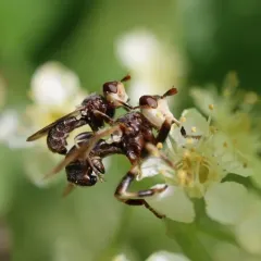 Myopa vesiculosa thumbnail 3