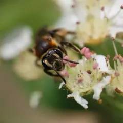 Allegheny Mining Bee thumbnail 2