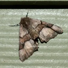 Behr's Pero Moth thumbnail 4