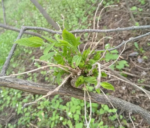 Witches Broom of Hackberry Fungus