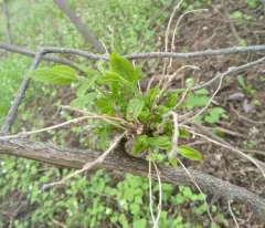Witches Broom of Hackberry Fungus thumbnail 1