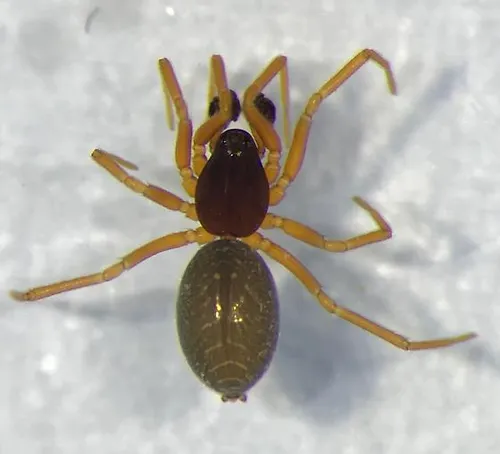 Walckenaeria dondalei