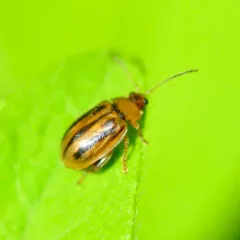Belly-banded Flea Beetle thumbnail 1