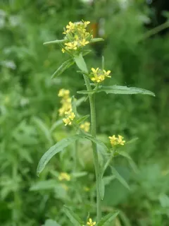 Hedge mustard thumbnail 2
