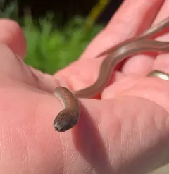 Common Sharp-tailed Snake thumbnail 4