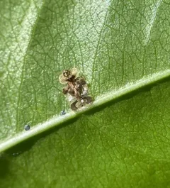 Cherry lace bug thumbnail 3