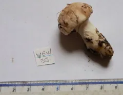 Saproamanita pruittii thumbnail 3