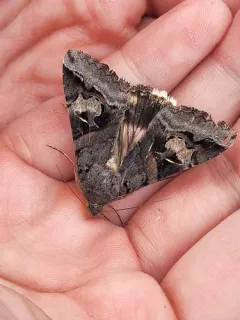 Indomitable Graphic Moth thumbnail 2