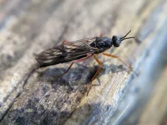 Xylophagus decorus thumbnail 1