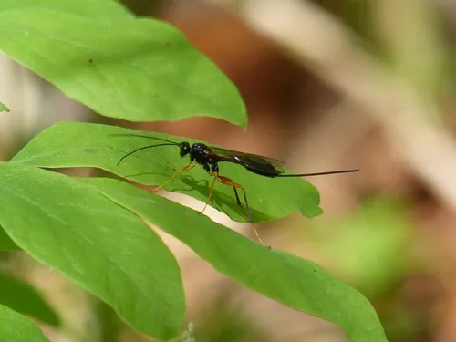 Coleocentrus pettiti