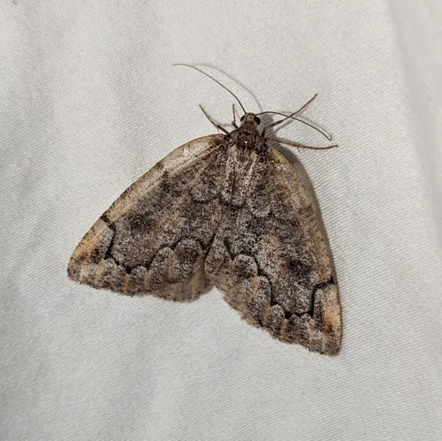 Dog-face Geometer