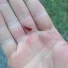 Punicealis hamata thumbnail 3