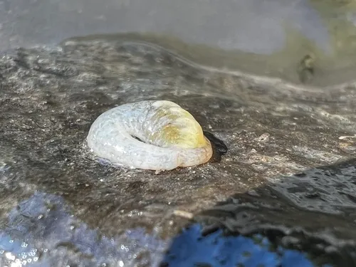 Cystobranchus virginicus