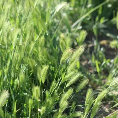 wall barley thumbnail 3