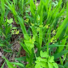 yellow pimpernel thumbnail 3