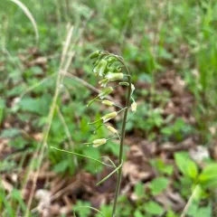 smooth rockcress thumbnail 2