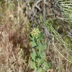 Heart-podded Hoary Cress thumbnail 2