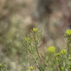 flixweed thumbnail 4