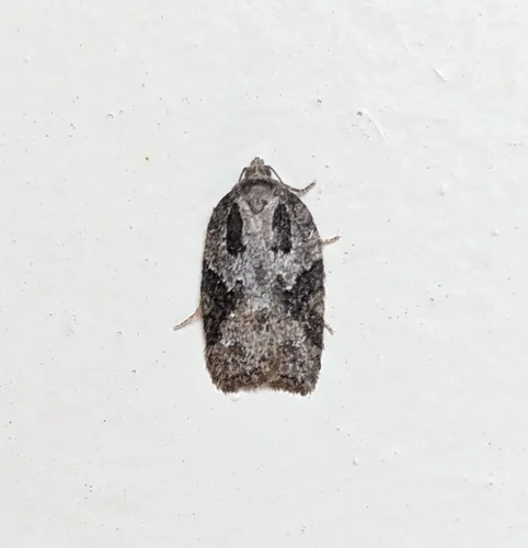 Small Aspen Leaftier Moth