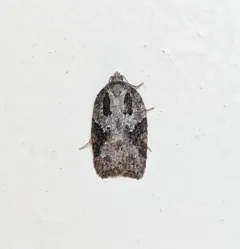 Small Aspen Leaftier Moth thumbnail 1