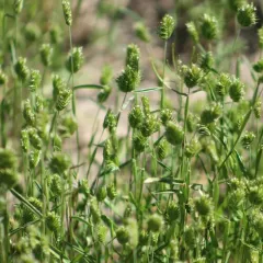 Annual False Wheatgrass thumbnail 3