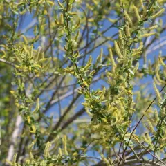 Narrowleaf Willow thumbnail 4