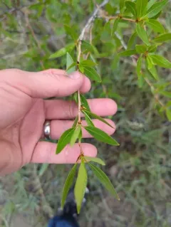 Narrowleaf Cottonwood thumbnail 2