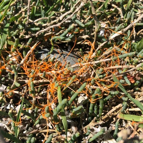 Pacific goldenthread