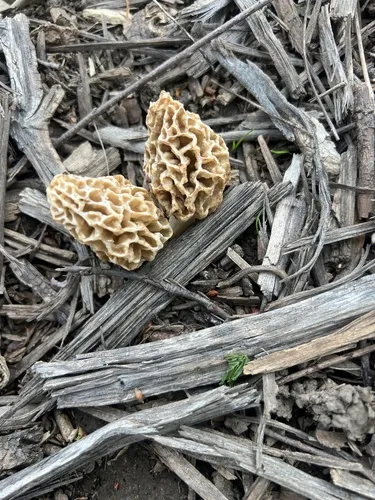 Woodchip Morel