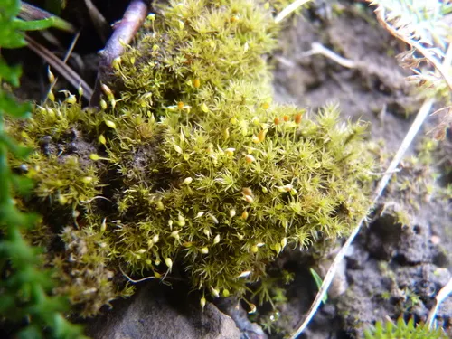Small-mouthed Beardless-moss