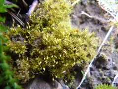 Small-mouthed Beardless-moss thumbnail 1