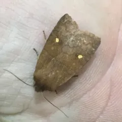 Straight-toothed Sallow thumbnail 4