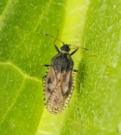 Bugloss Lace Bug thumbnail 4