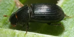 Ataenius strigatus thumbnail 3