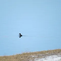 Greater Scaup thumbnail 4