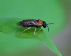 Phrontosoma belfragei thumbnail 1