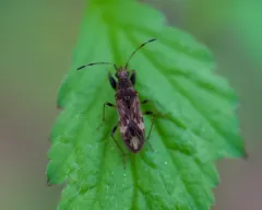 Horn-banded Seed Bug thumbnail 3